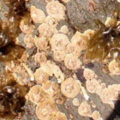 Tesseropora rosea at Four Winds Bioblitz Reference Sites - 11 Nov 2016 10:28 AM