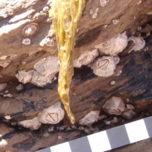 Tetraclitella purpurascens at Four Winds Bioblitz Reference Sites - 11 Nov 2016 10:09 AM