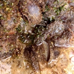 Trichomya hirsuta (Hairy Mussel) at Four Winds Bioblitz Reference Sites - 10 Nov 2016 by Jennyncmg
