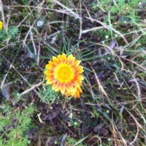 Xerochrysum viscosum at Hackett, ACT - 10 Dec 2016