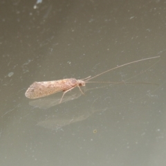 Hydropsychidae sp. (family) (Net-spinning caddisfly) at Conder, ACT - 2 Dec 2016 by michaelb