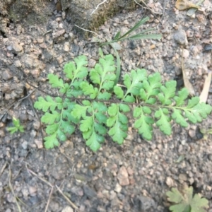 Cheilanthes austrotenuifolia at McQuoids Hill - 1 Dec 2016 07:29 AM