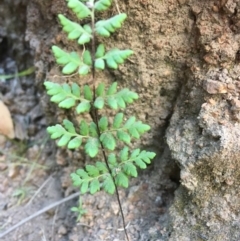 Cheilanthes austrotenuifolia at McQuoids Hill - 1 Dec 2016
