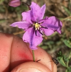 Arthropodium fimbriatum (Nodding Chocolate Lily) at Jerrabomberra, ACT - 9 Dec 2016 by jackfrench