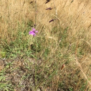 Arthropodium fimbriatum at Isaacs Ridge Offset Area - 10 Dec 2016 10:11 AM