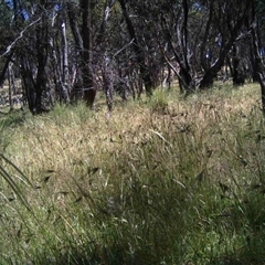 Unidentified at Mulligans Flat - 9 Dec 2016 by MulligansFlat1