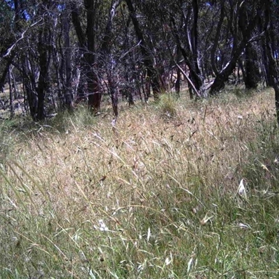 Unidentified at Mulligans Flat - 9 Dec 2016 by MulligansFlat1