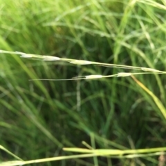 Amphibromus (genus) (Swamp Wallaby Grass) at Googong, NSW - 10 Dec 2016 by Wandiyali