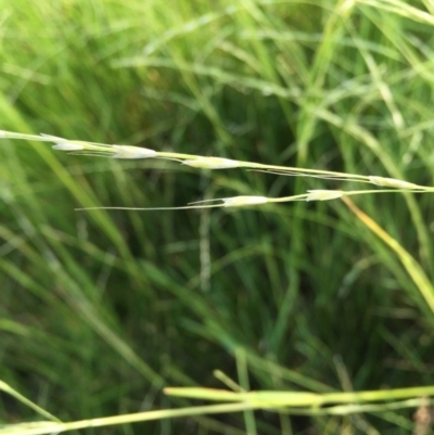 Amphibromus (genus) (Swamp Wallaby Grass) at Googong, NSW - 10 Dec 2016 by Wandiyali