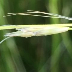 Amphibromus sp. at Googong, NSW - 10 Dec 2016