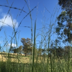 Amphibromus sp. at Googong, NSW - 10 Dec 2016