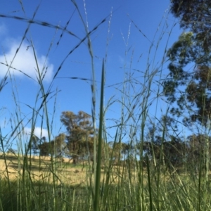 Amphibromus sp. at Googong, NSW - 10 Dec 2016