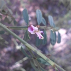 Indigofera adesmiifolia (Tick Indigo) at Ainslie, ACT - 9 Dec 2016 by SilkeSma