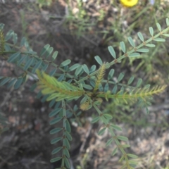 Indigofera adesmiifolia at Ainslie, ACT - 10 Dec 2016