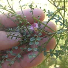 Indigofera adesmiifolia (Tick Indigo) at Ainslie, ACT - 10 Dec 2016 by SilkeSma