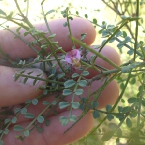 Indigofera adesmiifolia at Ainslie, ACT - 10 Dec 2016