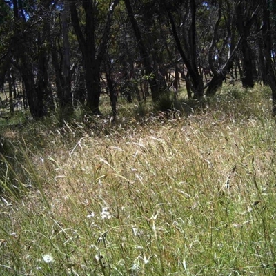 Unidentified at Mulligans Flat - 9 Dec 2016 by MulligansFlat1