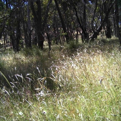 Unidentified at Mulligans Flat - 9 Dec 2016 by MulligansFlat1