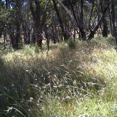 Unidentified at Mulligans Flat - 9 Dec 2016 by MulligansFlat1