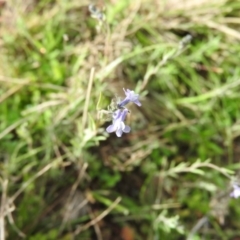 Linaria arvensis (Corn Toadflax) at Michelago, NSW - 8 Oct 2016 by RyuCallaway