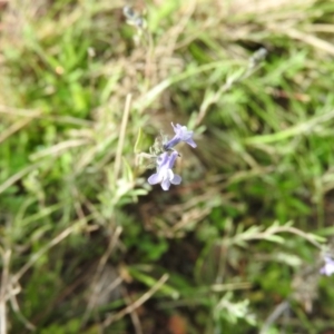 Linaria arvensis at Michelago, NSW - 9 Oct 2016