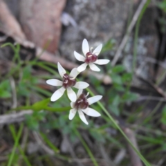 Wurmbea dioica subsp. dioica (Early Nancy) at Michelago, NSW - 9 Oct 2016 by ArcherCallaway