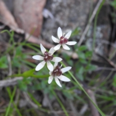 Wurmbea dioica subsp. dioica (Early Nancy) at Michelago, NSW - 8 Oct 2016 by RyuCallaway