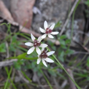 Wurmbea dioica subsp. dioica at Michelago, NSW - 9 Oct 2016