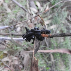 Perga sp. (genus) (Sawfly or Spitfire) at Michelago, NSW - 9 Oct 2016 by ArcherCallaway