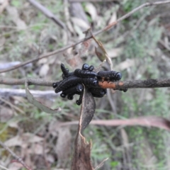 Perga sp. (genus) (Sawfly or Spitfire) at Michelago, NSW - 8 Oct 2016 by RyuCallaway