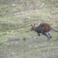 Notamacropus rufogriseus (Red-necked Wallaby) at Michelago, NSW - 9 Oct 2016 by ArcherCallaway