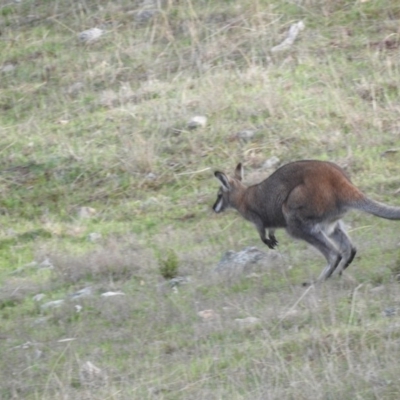 Notamacropus rufogriseus (Red-necked Wallaby) at Michelago, NSW - 8 Oct 2016 by RyuCallaway