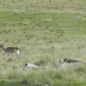 Dama dama at Michelago, NSW - 9 Oct 2016