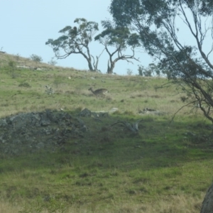 Dama dama at Michelago, NSW - 9 Oct 2016