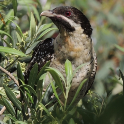 Eudynamys orientalis (Pacific Koel) at Pollinator-friendly garden Conder - 19 Nov 2016 by michaelb