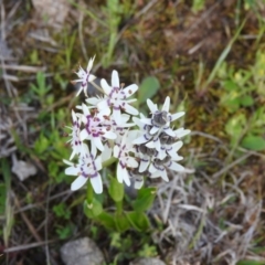 Wurmbea dioica subsp. dioica (Early Nancy) at Michelago, NSW - 8 Oct 2016 by RyuCallaway