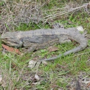 Pogona barbata at Michelago, NSW - 9 Oct 2016