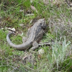 Pogona barbata at Michelago, NSW - 9 Oct 2016