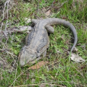 Pogona barbata at Michelago, NSW - 9 Oct 2016