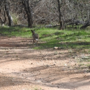 Lepus capensis at Michelago, NSW - 9 Oct 2016