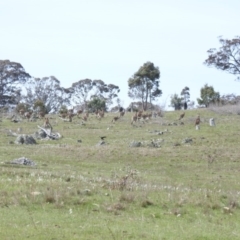 Macropus giganteus (Eastern Grey Kangaroo) at Michelago, NSW - 8 Oct 2016 by RyuCallaway