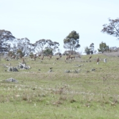 Macropus giganteus (Eastern Grey Kangaroo) at Michelago, NSW - 9 Oct 2016 by ArcherCallaway