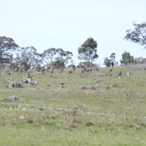 Macropus giganteus at Michelago, NSW - 9 Oct 2016