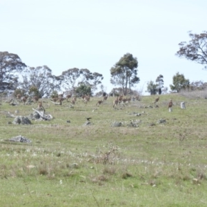 Macropus giganteus at Michelago, NSW - 9 Oct 2016 10:18 AM