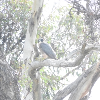 Falco longipennis (Australian Hobby) at Michelago, NSW - 8 Oct 2016 by ArcherCallaway