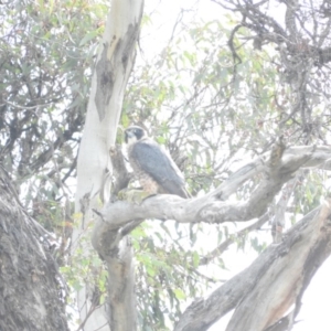 Falco longipennis at Michelago, NSW - 9 Oct 2016