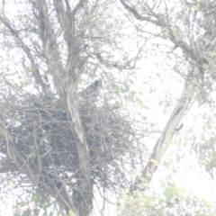 Falco longipennis at Michelago, NSW - 9 Oct 2016 10:24 AM