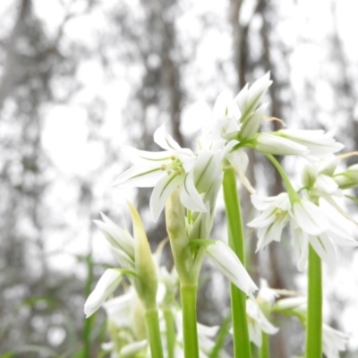 Allium triquetrum (Three-Corner Garlic) at Fadden, ACT - 10 Oct 2016 by ArcherCallaway