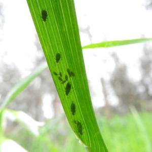 Aphididae (family) at Fadden, ACT - 10 Oct 2016