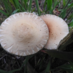 zz agaric (stem; gills white/cream) at Fadden, ACT - 10 Oct 2016 by RyuCallaway